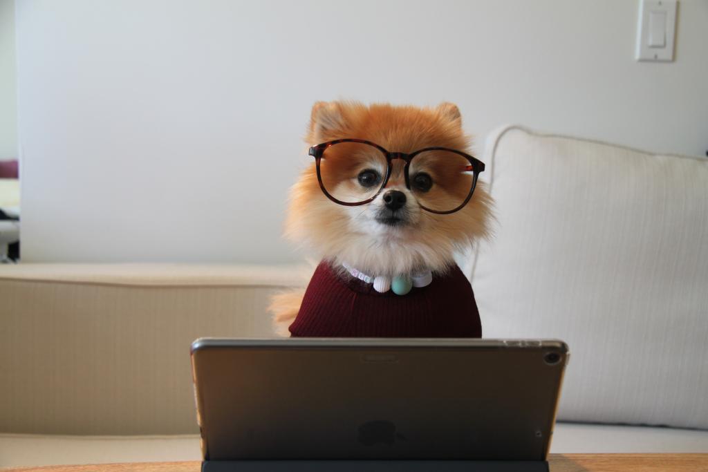 dog with glasses working on a laptop